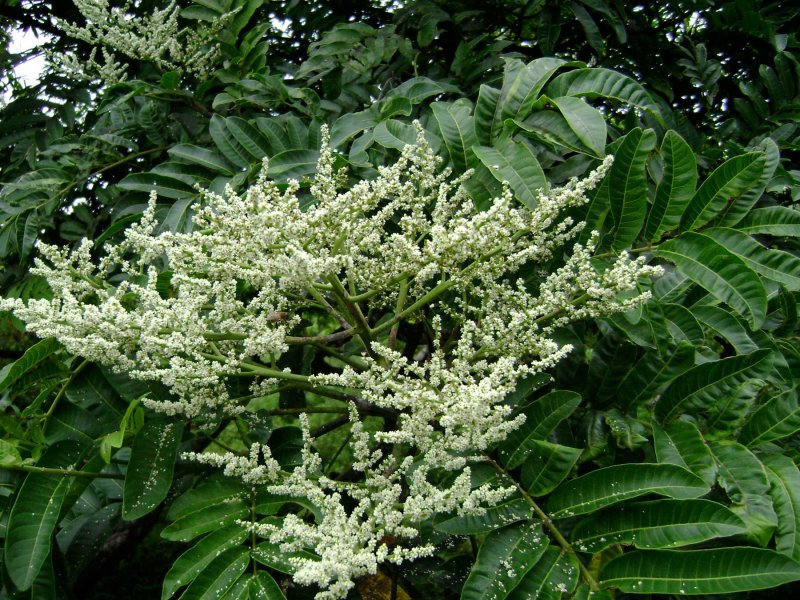 Mutisia coccinea