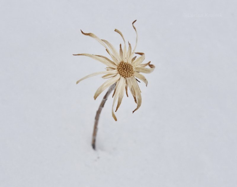 Nabalus ochroleucus