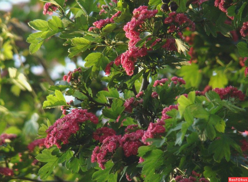 Crataegus laevigata 'Paul's Scarlet'