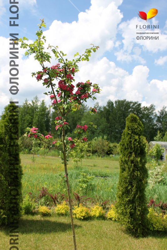 Боярышник laevigata 'Paul's Scarlet' плоды