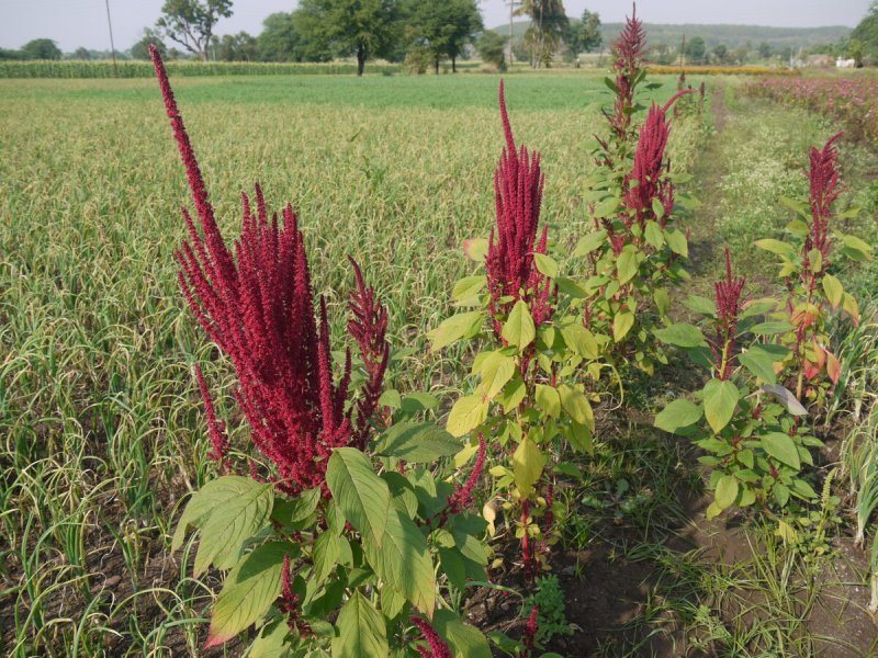 Amaranthus cruentus Амарант