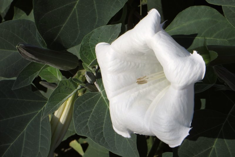 Датура Double White
