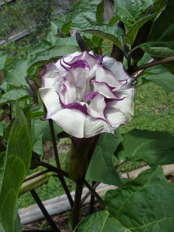 Датура (Datura)