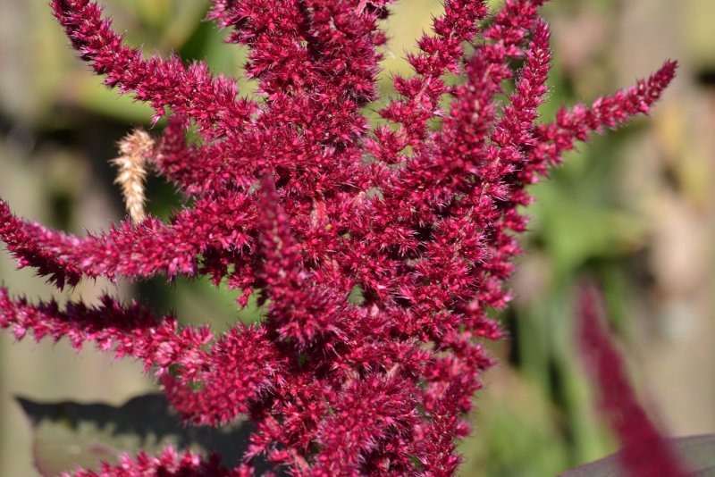 Amaranthus cruentus растение