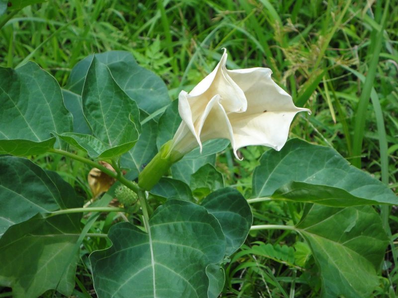 Дурман Datura Metel