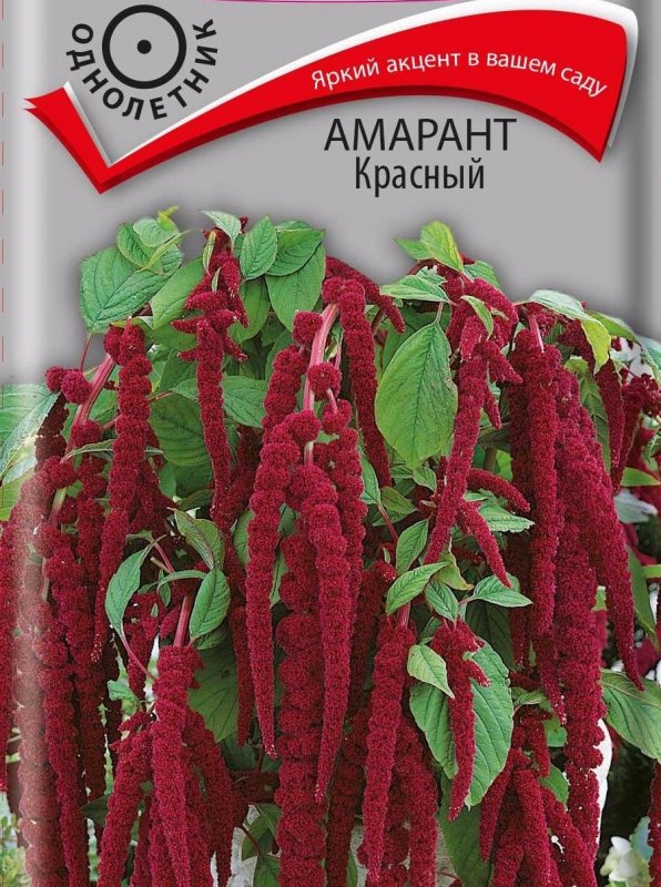 Хвостатый Амарант малиновый