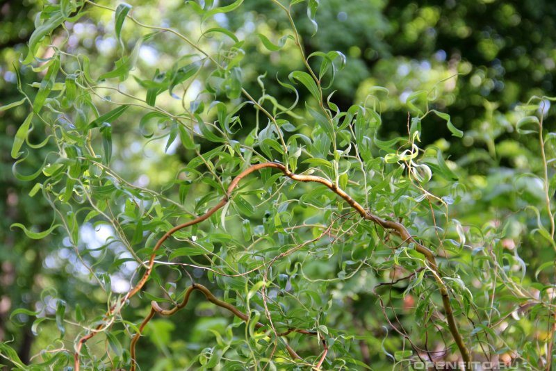Ива Матсудана Erythroflexuosa