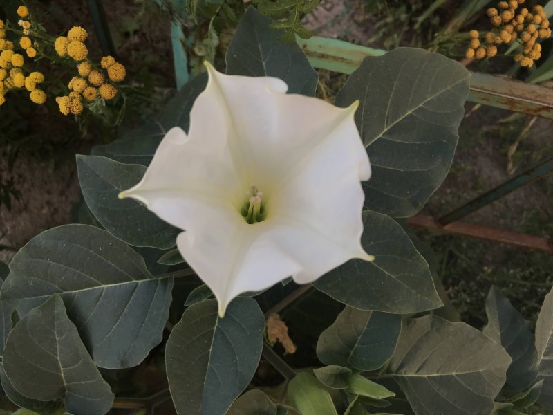 Datura inoxia семена
