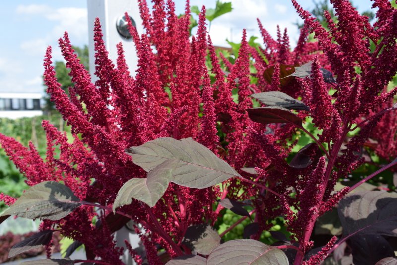 Амарант Amaranthus White Leaf