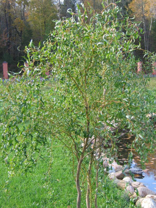 Ива Извилистая Матсудана (Salix matsudana)