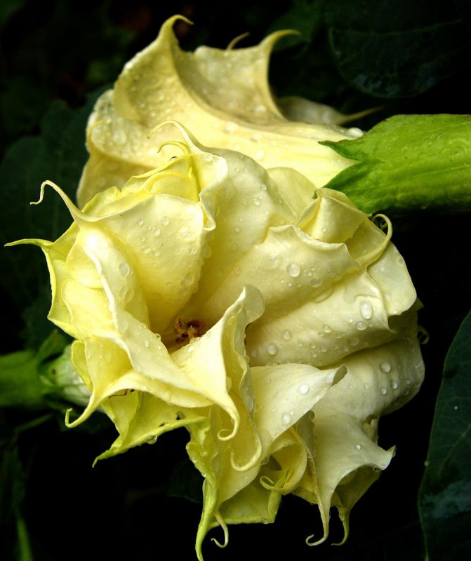 Датура Double White