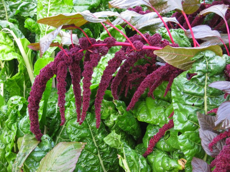 Amaranthus paniculatus Амарант метельчатый