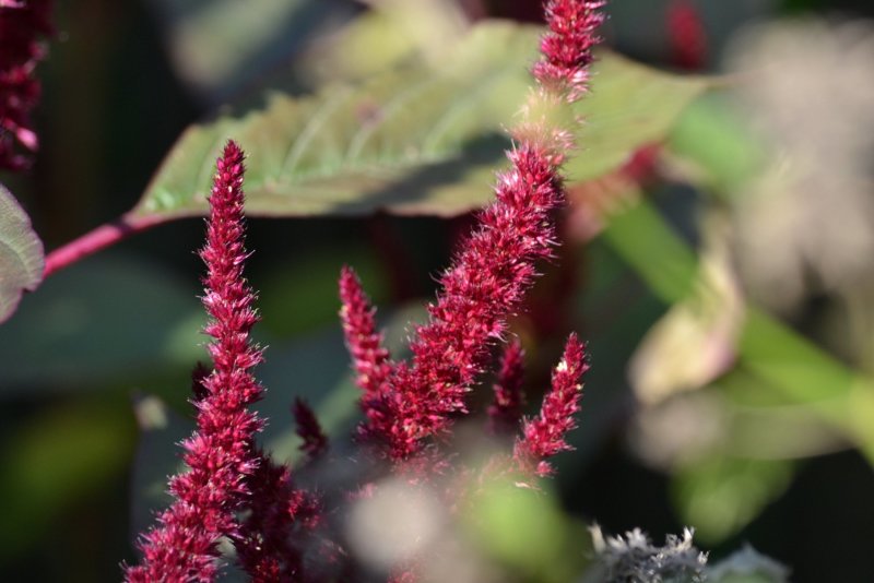 Amaranthus cruentus l.