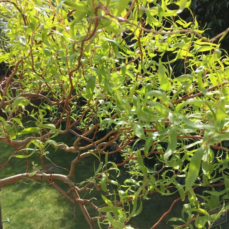 Ива Извилистая Матсудана (Salix matsudana)