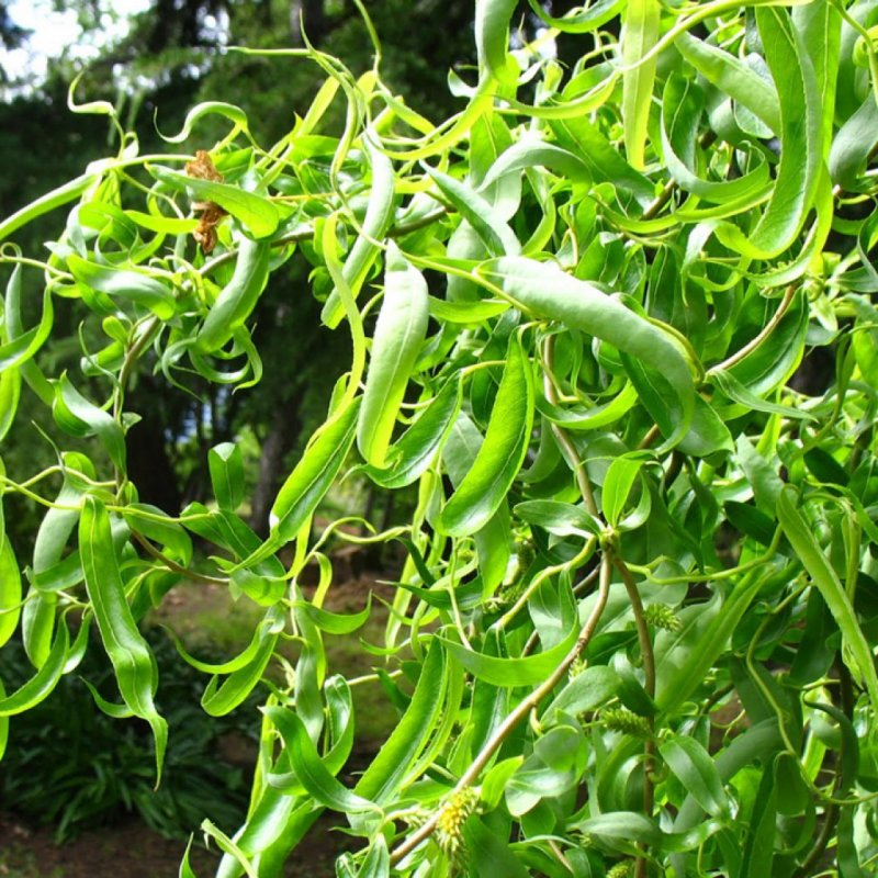 Ива Извилистая Матсудана (Salix matsudana)