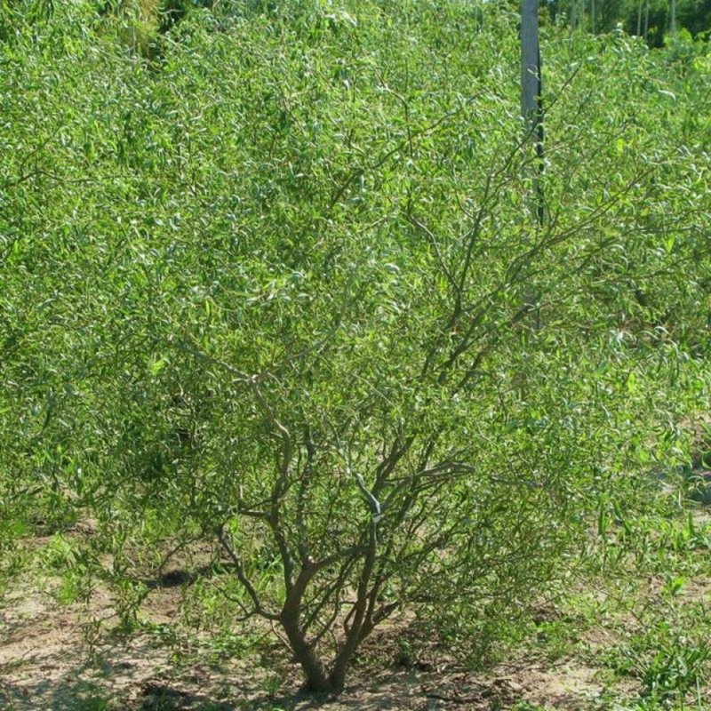 Ива Матсудана Erythroflexuosa