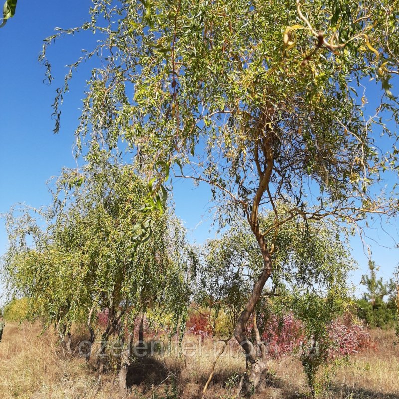 Salix matsudana tortuosa