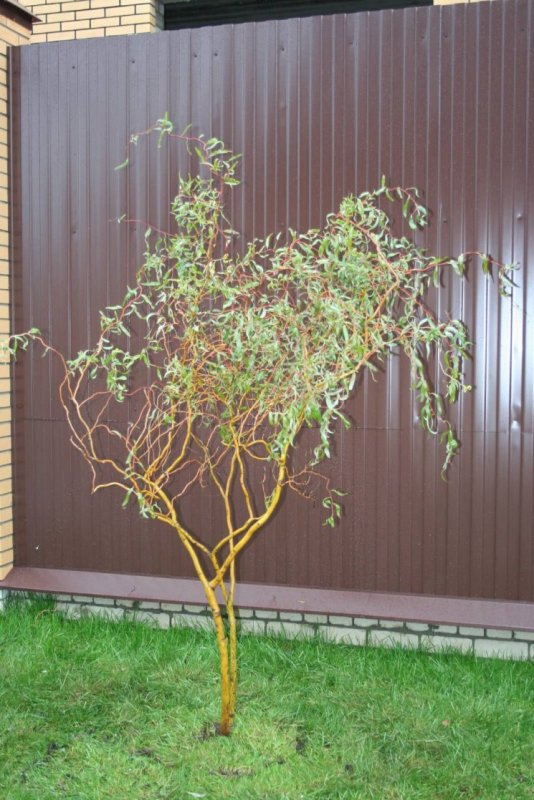Salix babylonica 'tortuosa'