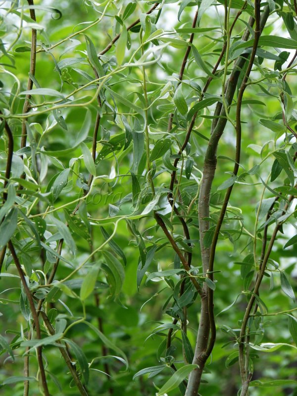 Ива Вавилонская (Salix babylonica)