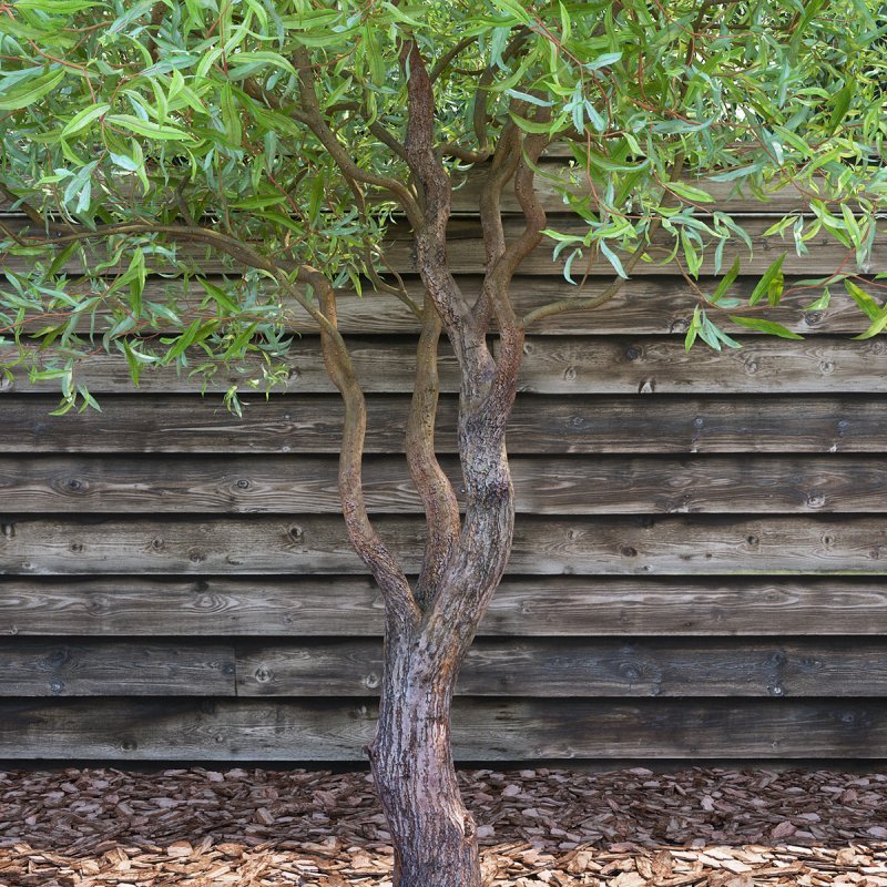 Ива Матсудана Erythroflexuosa