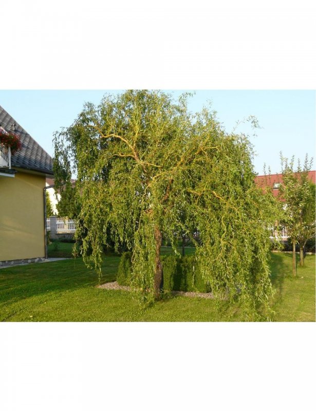 Ива Извилистая Матсудана (Salix matsudana)
