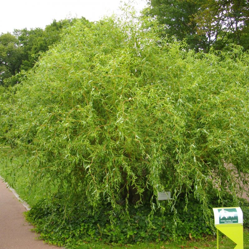 Ива Матсудана Salix matsudana