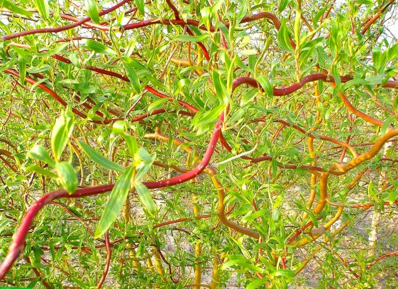 Ива Вавилонская (Salix babylonica)