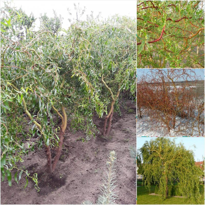 Salix Erythroflexuosa Ива