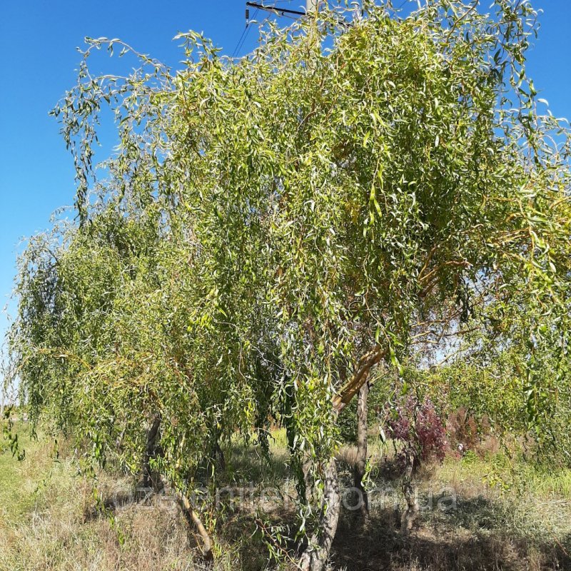 Salix matsudana tortuosa