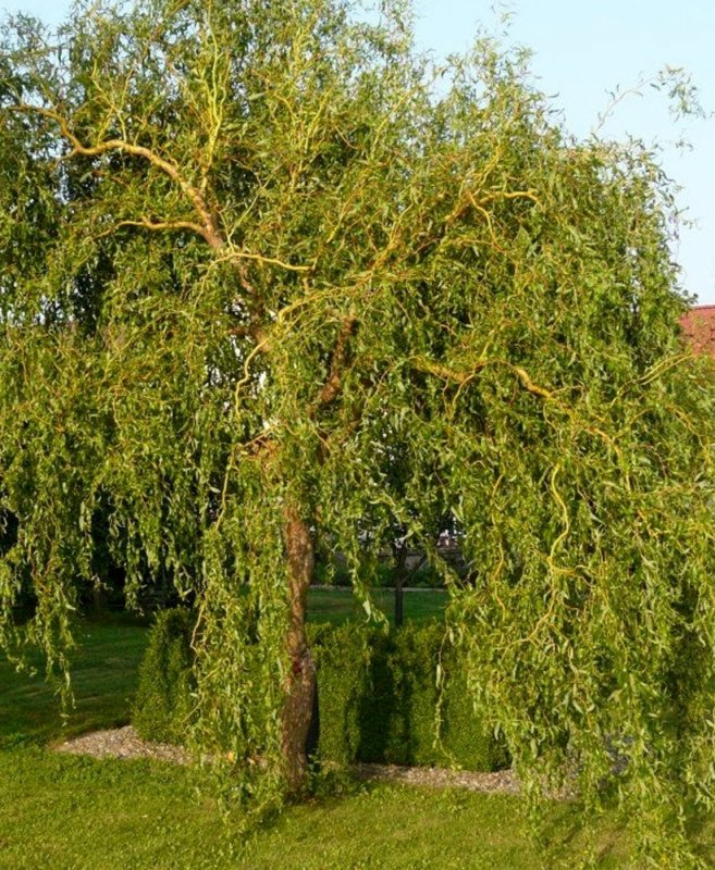 Ива Извилистая Salix