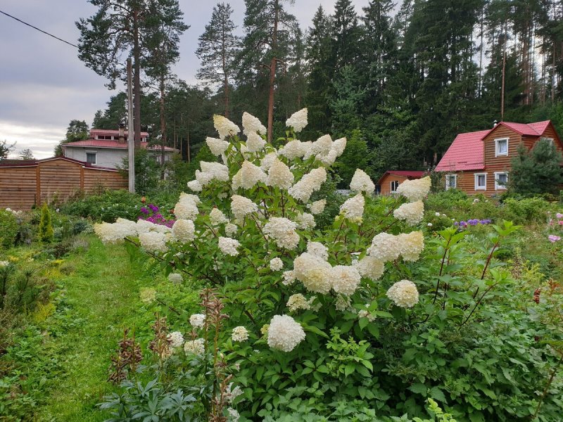 Миниатюрные розы в альпинарии