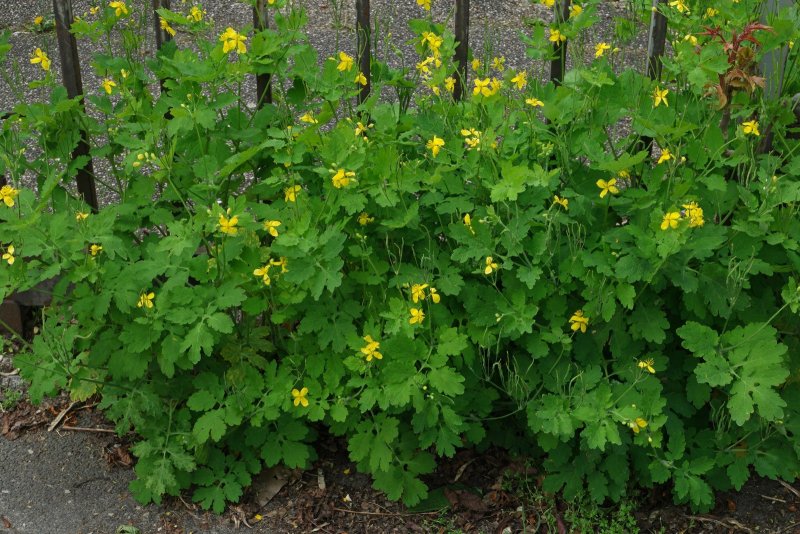 Чистотел большой Chelidonium majus