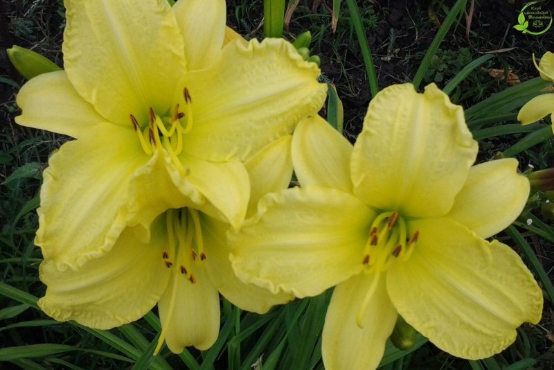 Лилeйник лимoннo-жeлтый (Hemerocallis Citrine)