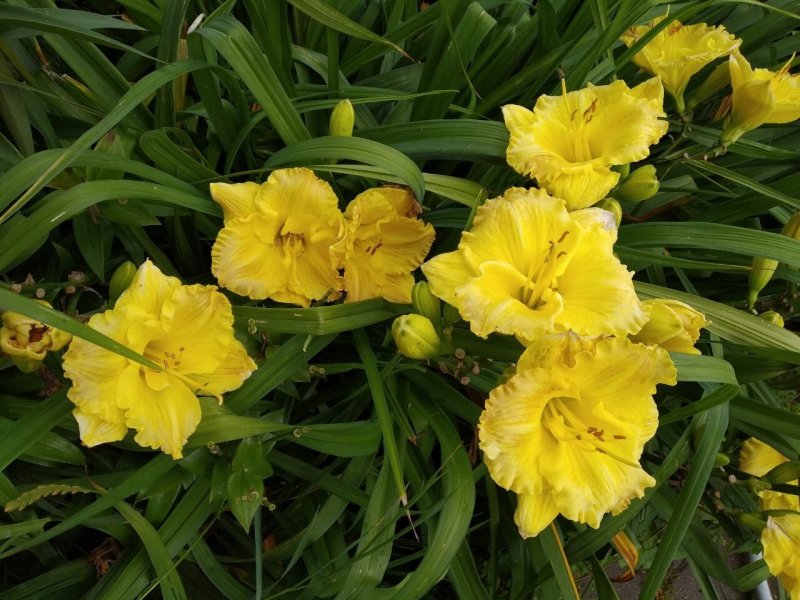 Hemerocallis 'Happy Returns'