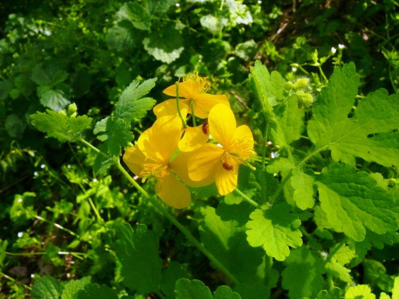 Чистотел большой Chelidonium majus
