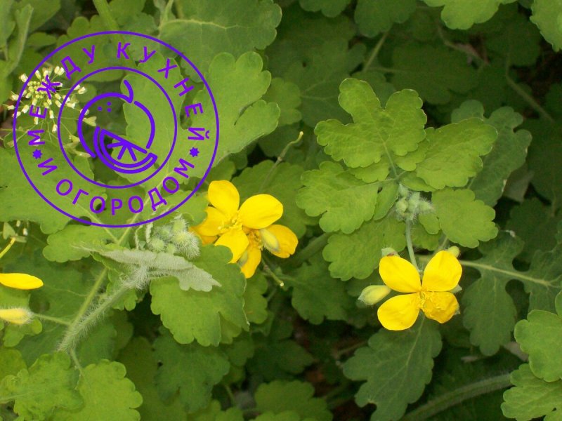Chelidonium majus листья