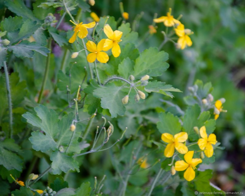 Чистотел большой (Chelidonium majus l.)