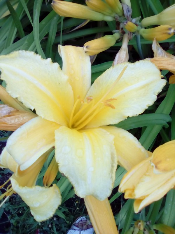Лилейник желтый – Hemerocallis Lilio-Asphodelus