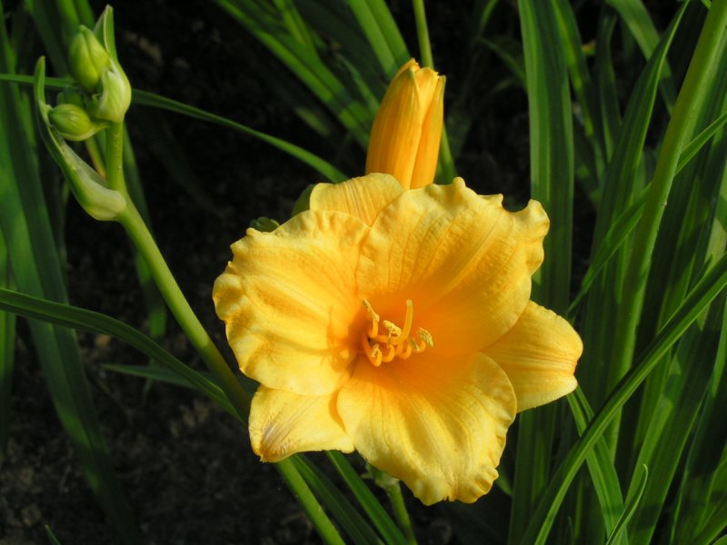 Лилeйник лимoннo-жeлтый (Hemerocallis Citrine)