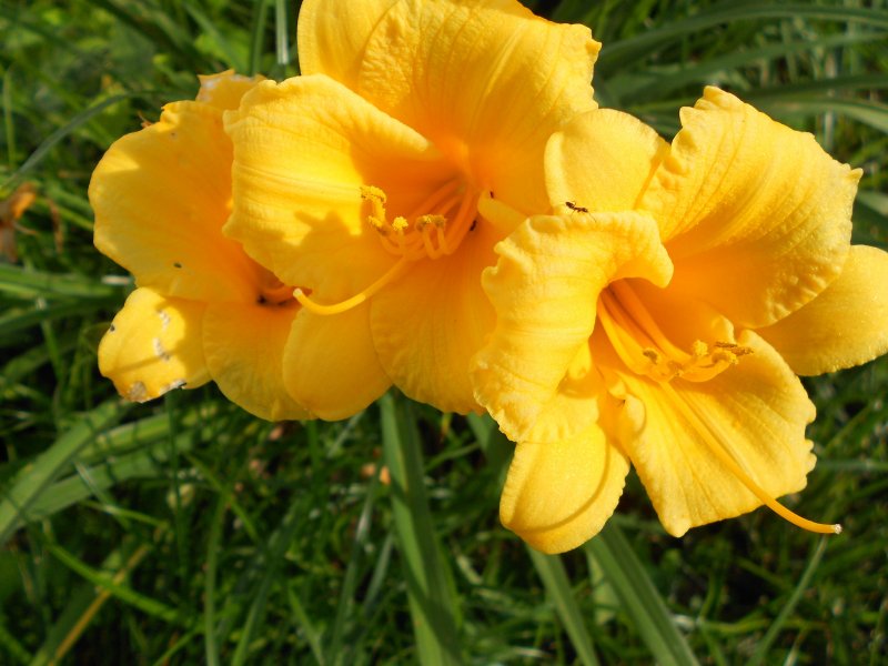Лилейник Дюмортье (Hemerocallis dumortieri Morr)