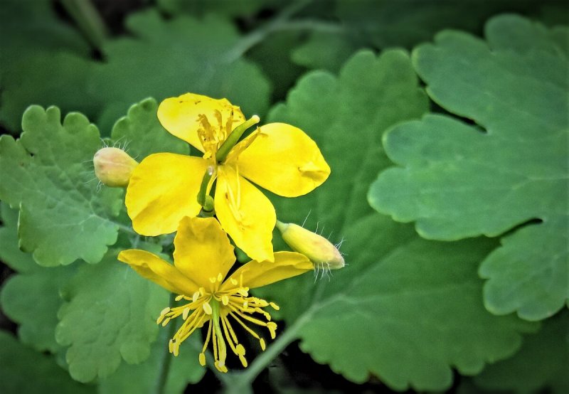 Чистотел большой (Chelidonium majus l.)