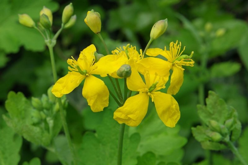 Чистотел большой Chelidonium majus