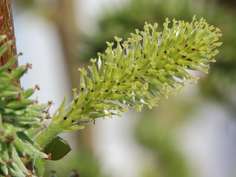 Ива Козья Salix caprea
