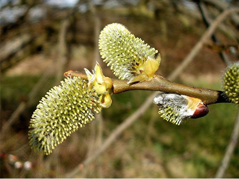 Ива бредина (Salix caprea)