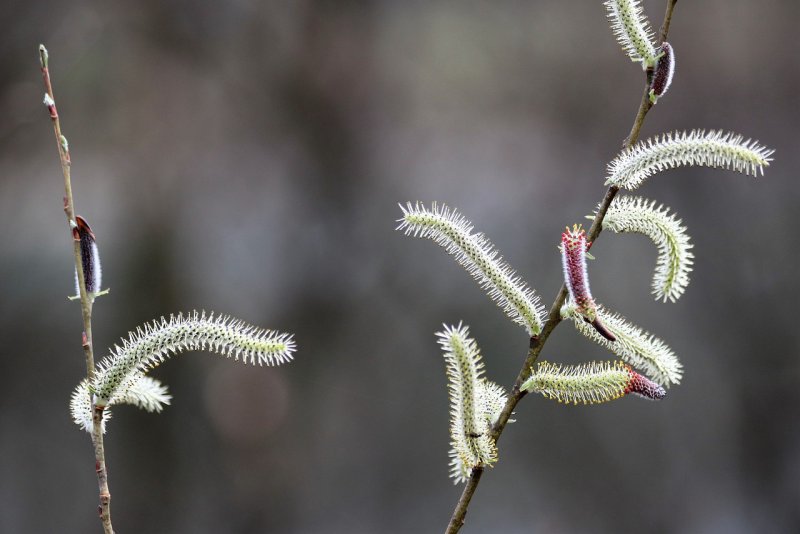 Ива Козья Salix caprea