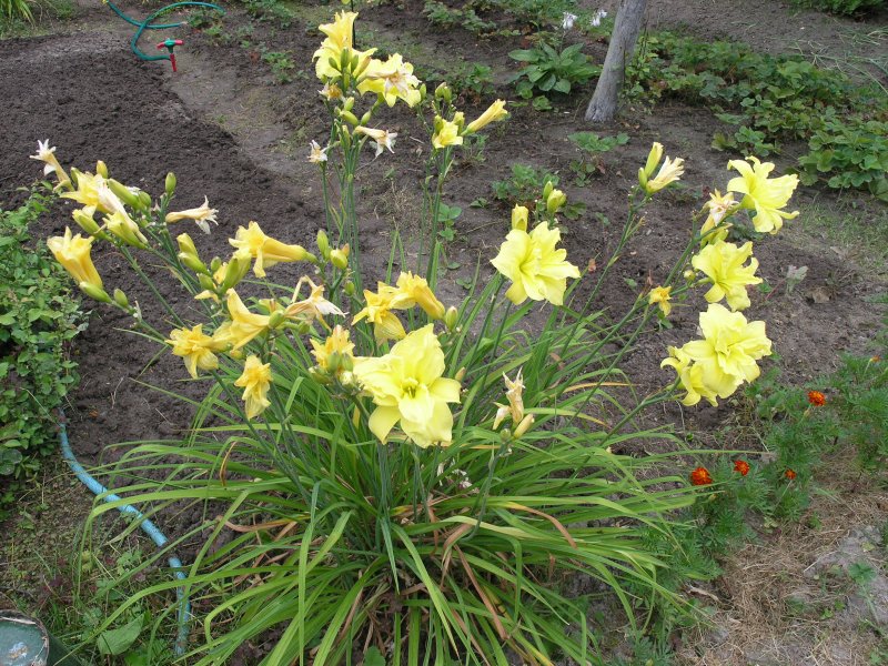 Лилeйник лимoннo-жeлтый (Hemerocallis Citrine)