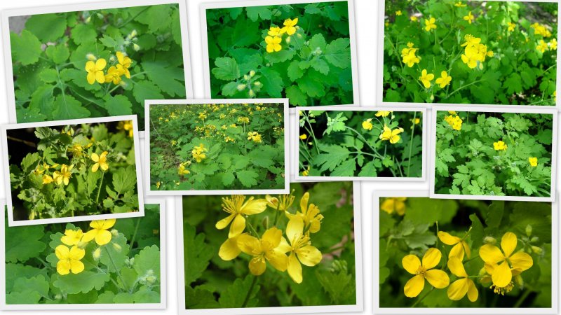 Растение celandine