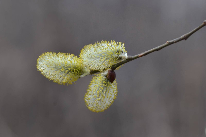 Ива Козья (бредина) – Salix caprea