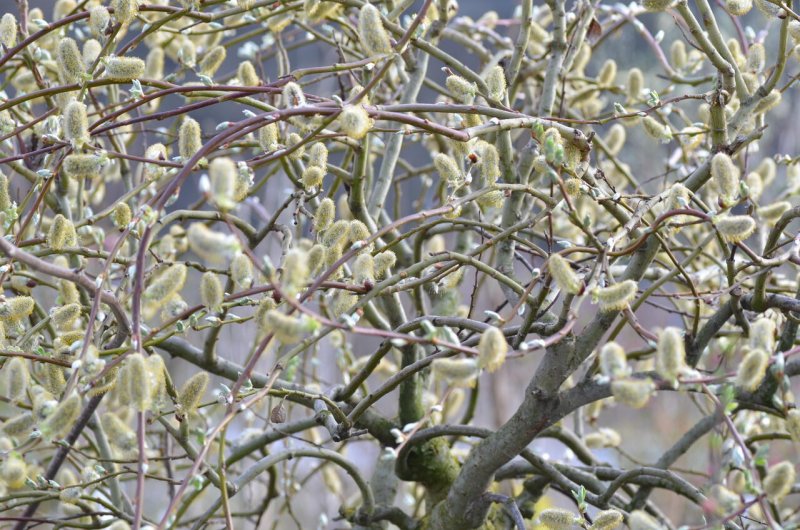 Ива Козья Килмарнок (Salix caprea Kilmarnock)