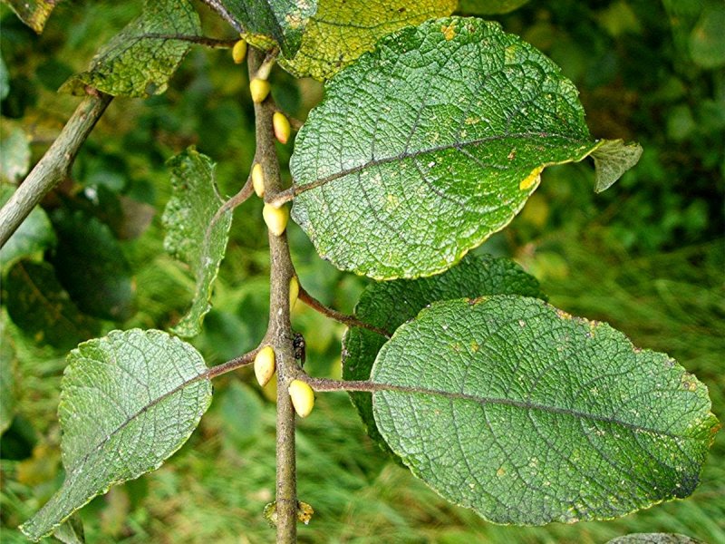 Ива Козья Salix caprea